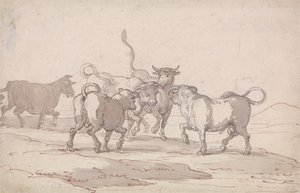 Een Groep van Vijf Stieren die op het Punt staan te Vechten